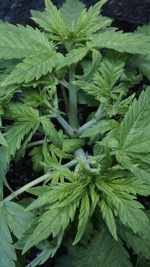 Jack Herer Auto X Sonnenerde. Week 4
