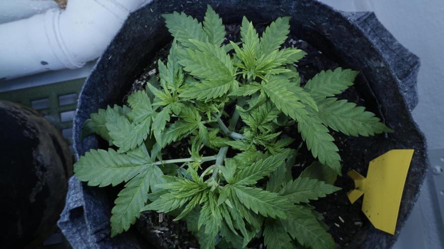 Jack Herer Auto X Sonnenerde. Week 4