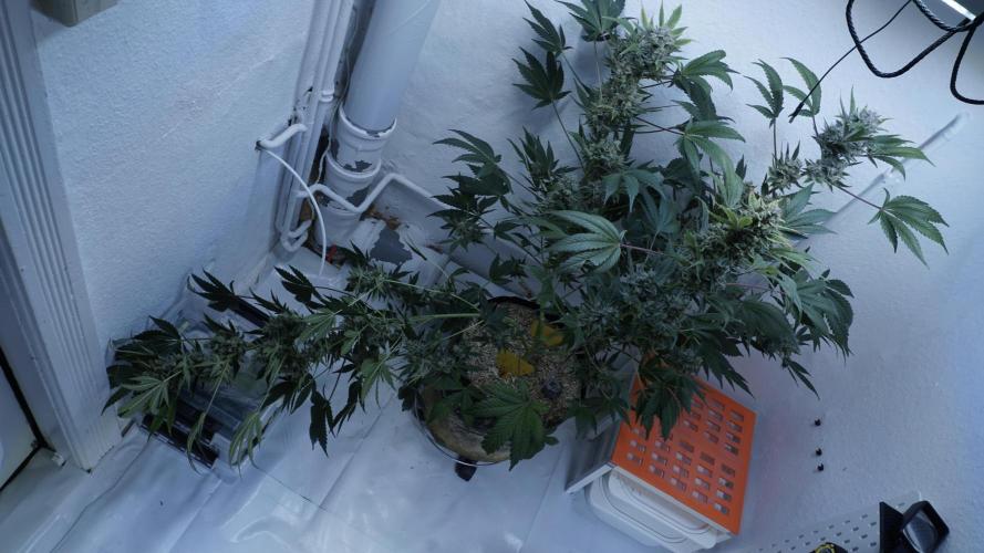Russian Automatic X Sonnenerde. Week 14