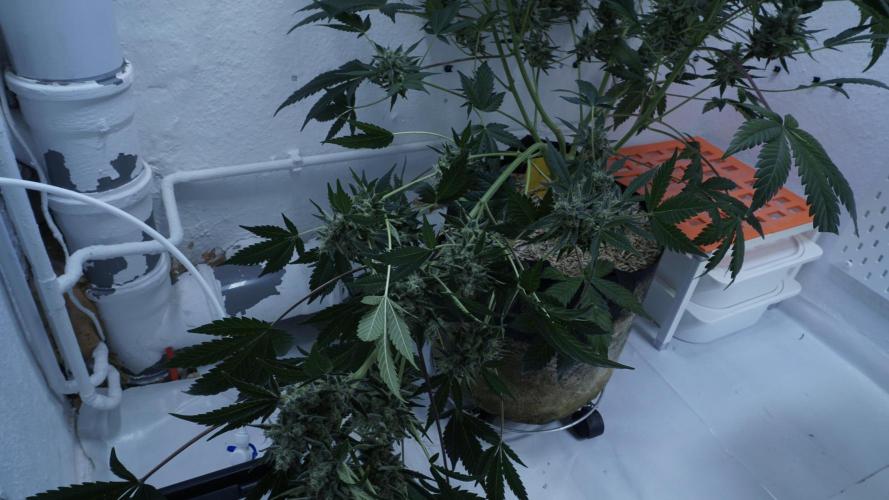 Russian Automatic X Sonnenerde. Week 14