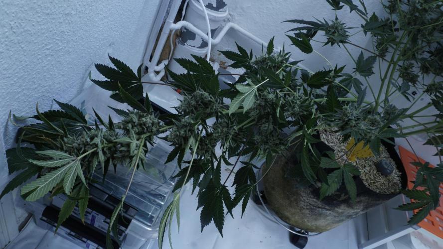 Russian Automatic X Sonnenerde. Week 14