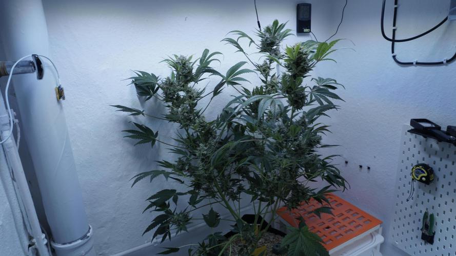 Russian Automatic X Sonnenerde. Week 14