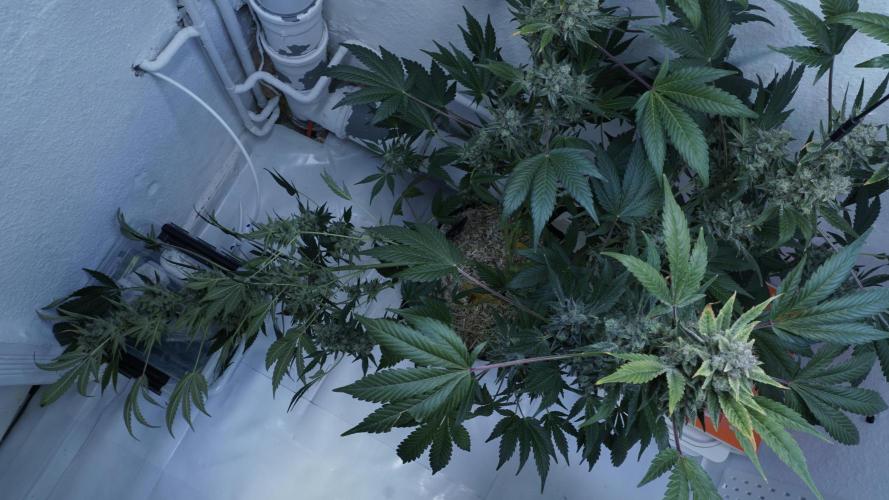 Russian Automatic X Sonnenerde. Week 14