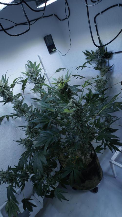 Russian Automatic X Sonnenerde. Week 14