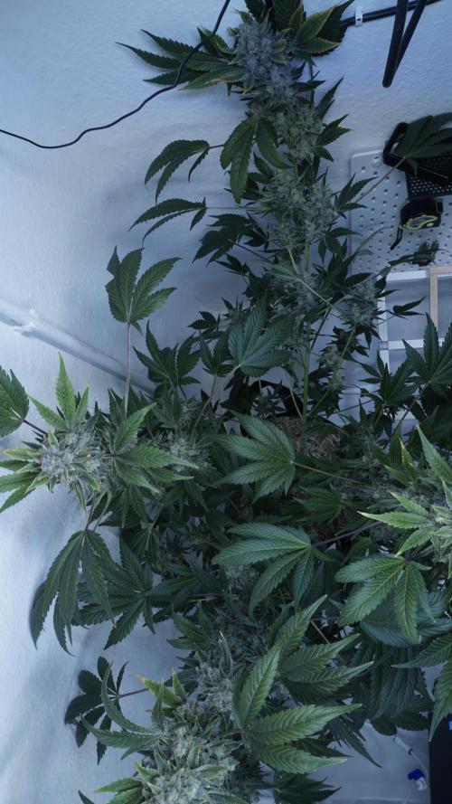 Russian Automatic X Sonnenerde. Week 14
