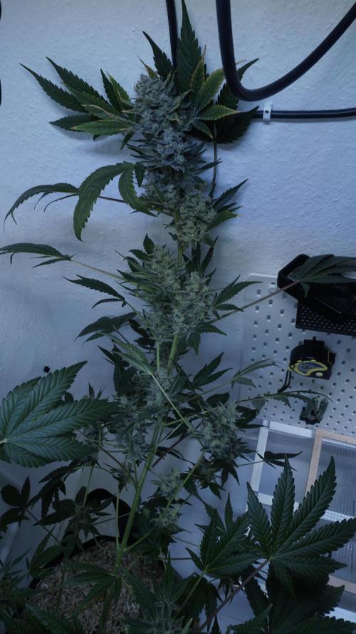 Russian Automatic X Sonnenerde. Week 14