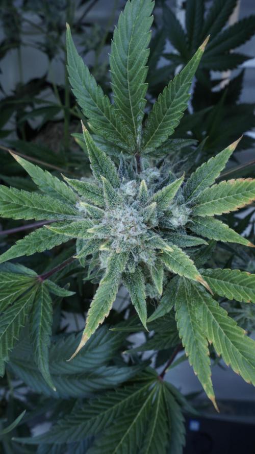 Russian Automatic X Sonnenerde. Week 14