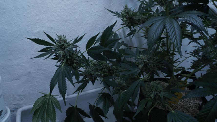 Russian Automatic X Sonnenerde. Week 14