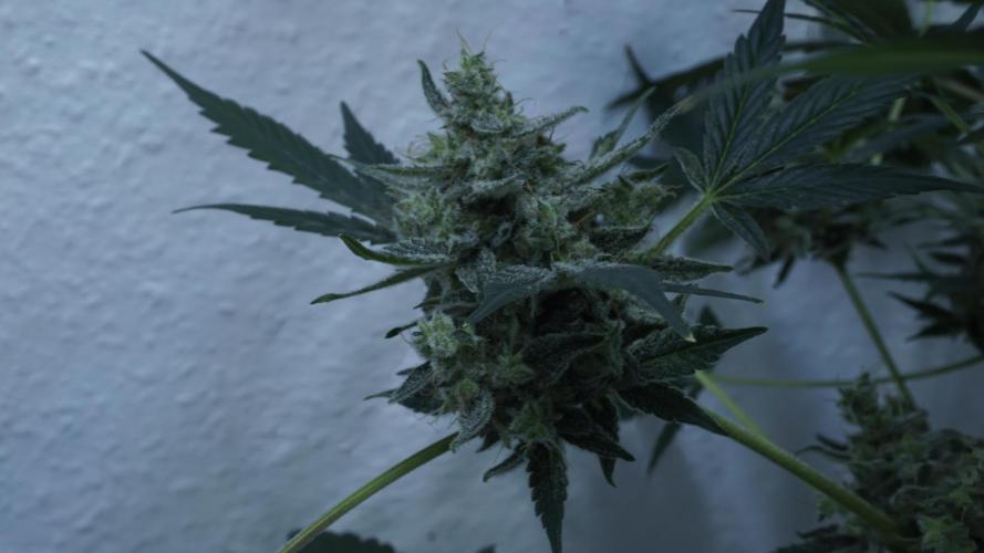 Russian Automatic X Sonnenerde. Week 14