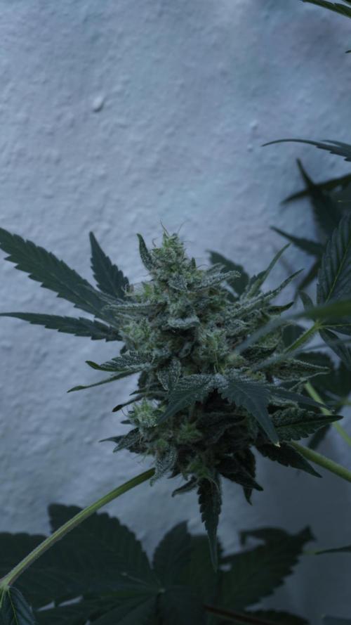 Russian Automatic X Sonnenerde. Week 14