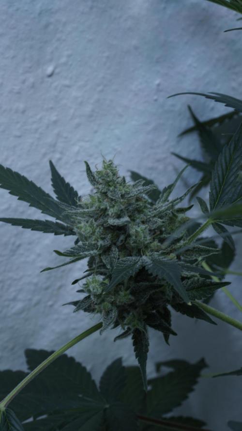 Russian Automatic X Sonnenerde. Week 14