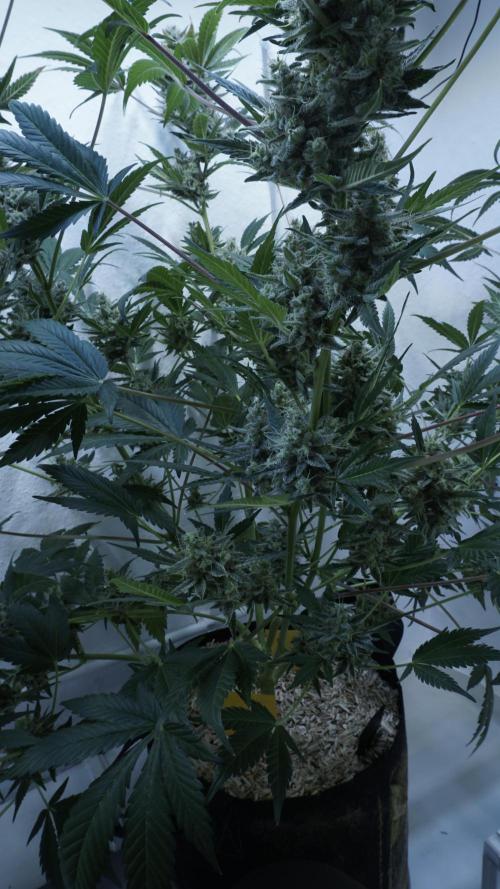 Russian Automatic X Sonnenerde. Week 14