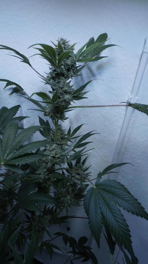 Russian Automatic X Sonnenerde. Week 14