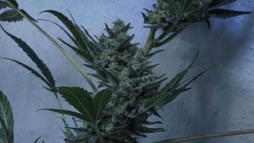 Russian Automatic X Sonnenerde. Week 14