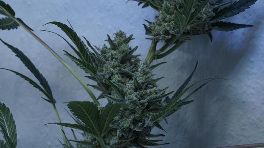 Russian Automatic X Sonnenerde. Week 14