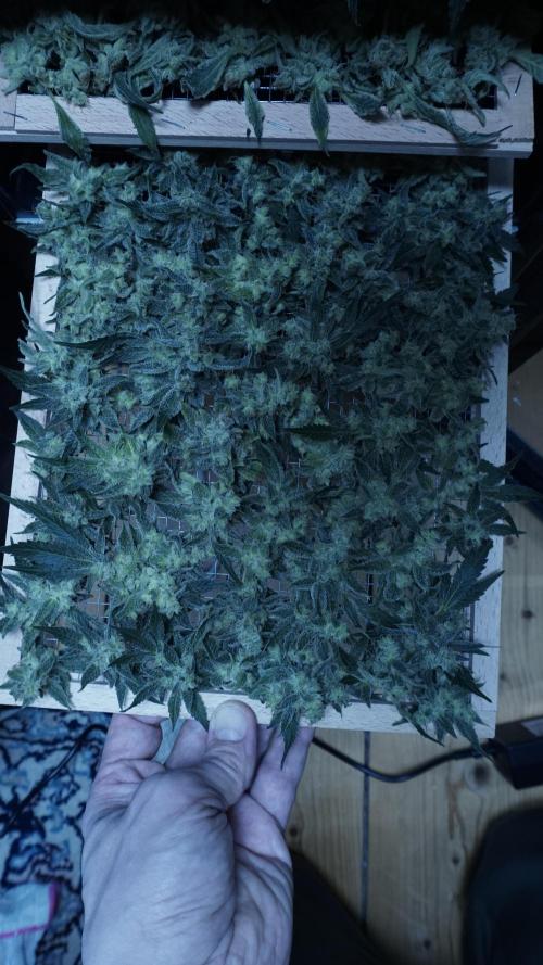 Russian Automatic X Sonnenerde. Week 14