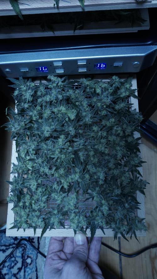 Russian Automatic X Sonnenerde. Week 14