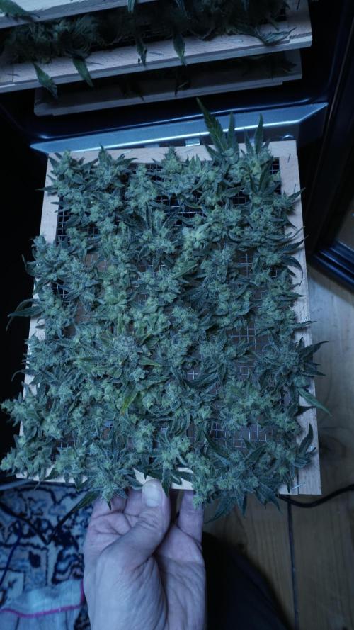 Russian Automatic X Sonnenerde. Week 14