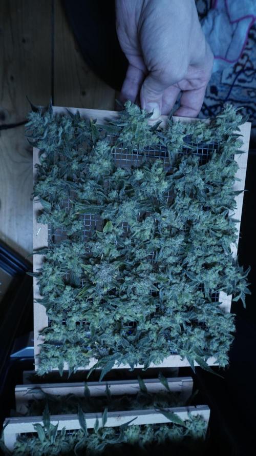 Russian Automatic. Week 14