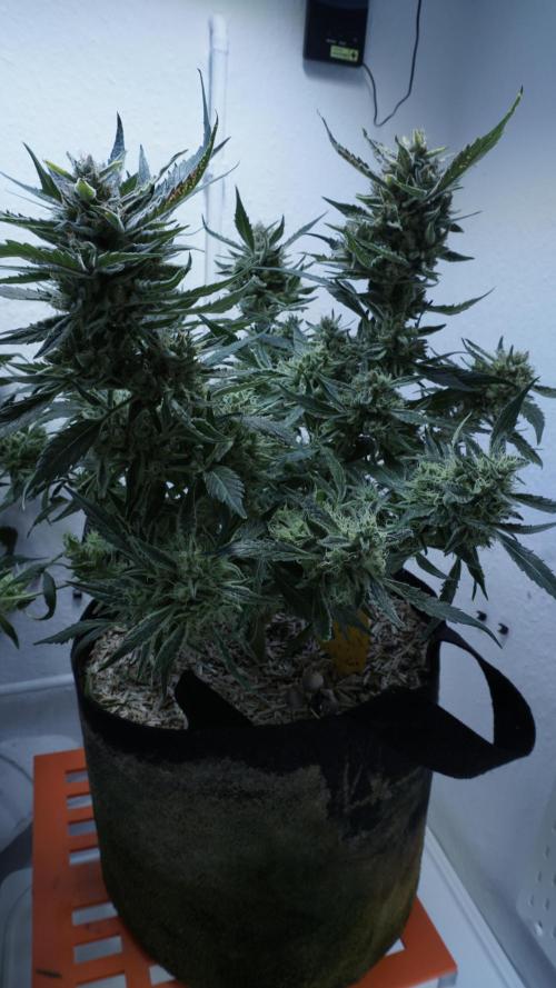White Banana X Sonnenerde. Week 14