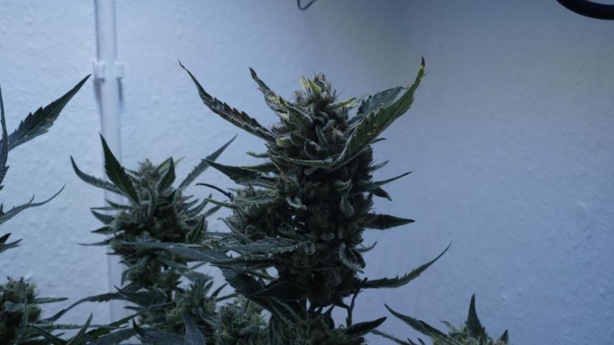 White Banana X Sonnenerde. Week 14