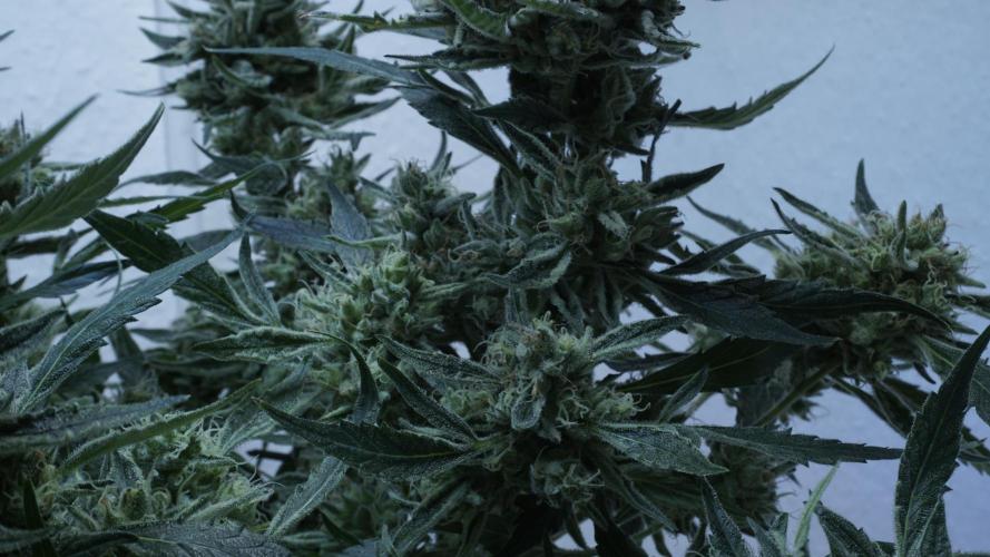 White Banana X Sonnenerde. Week 14