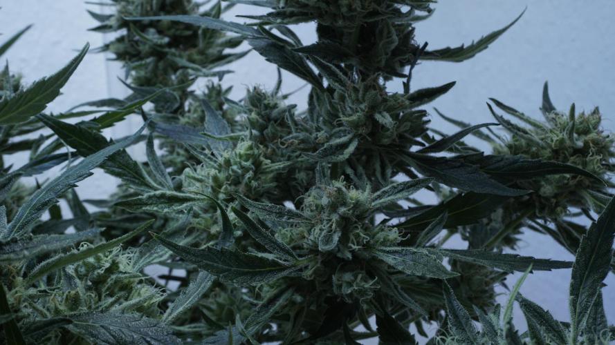White Banana X Sonnenerde. Week 14
