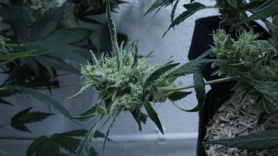 White Banana X Sonnenerde. Week 14
