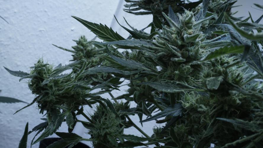 White Banana X Sonnenerde. Week 14