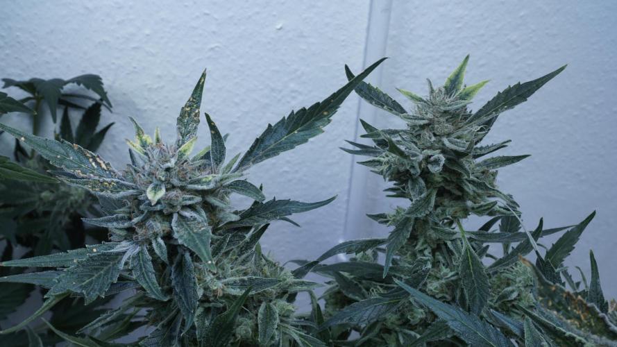 White Banana X Sonnenerde. Week 14