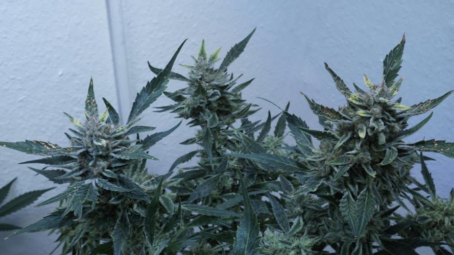 White Banana X Sonnenerde. Week 14