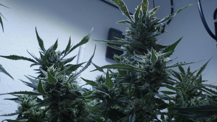 White Banana X Sonnenerde. Week 14