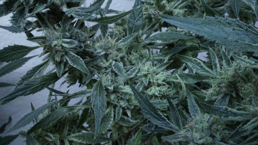 White Banana X Sonnenerde. Week 14