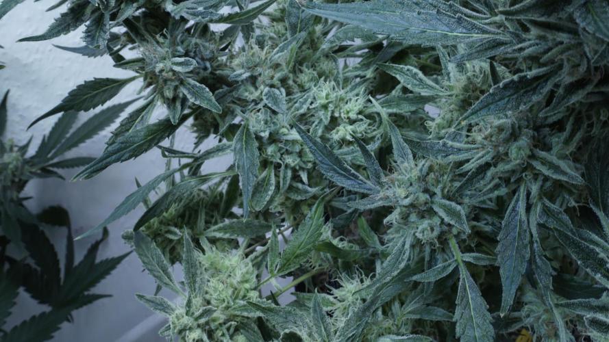 White Banana X Sonnenerde. Week 14