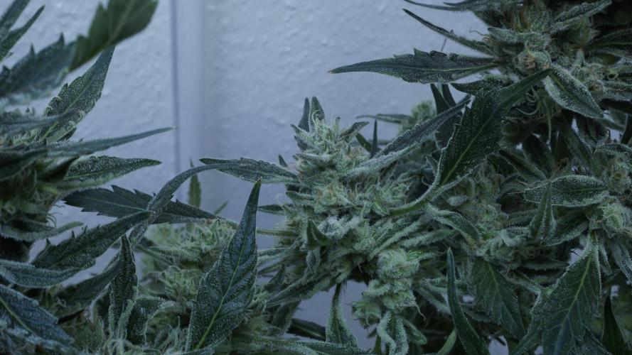 White Banana X Sonnenerde. Week 14