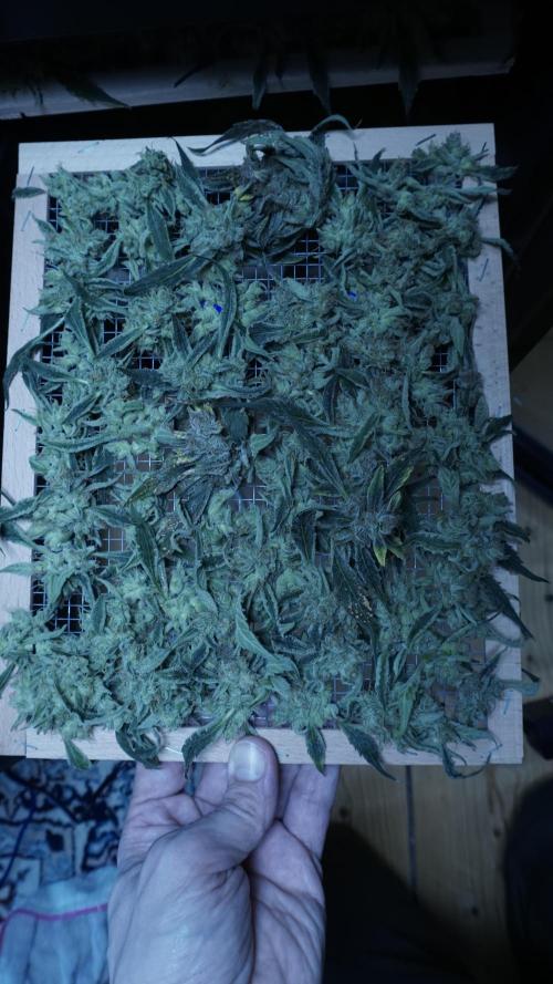 White Banana X Sonnenerde. Week 14