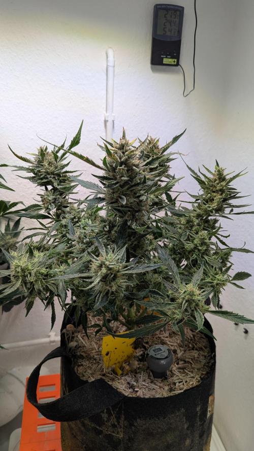 White Banana X Sonnenerde. Week 14