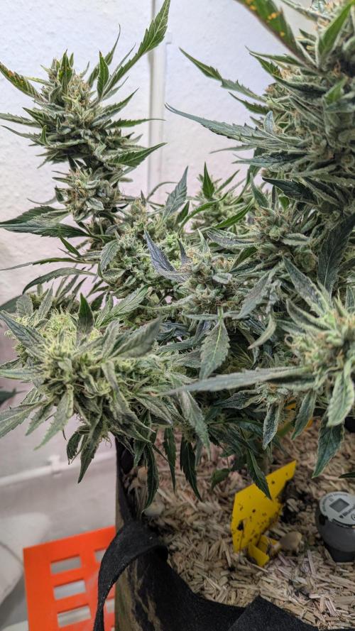 White Banana X Sonnenerde. Week 14