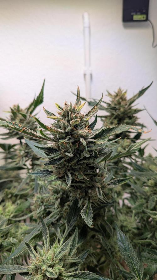 White Banana X Sonnenerde. Week 14