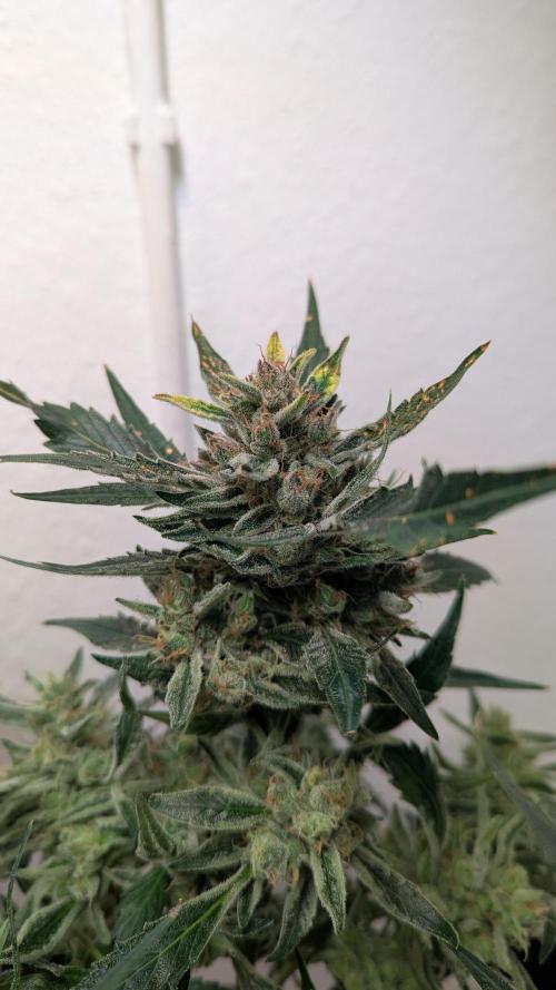 White Banana X Sonnenerde. Week 14