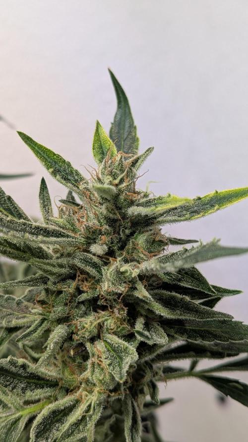 White Banana X Sonnenerde. Week 14