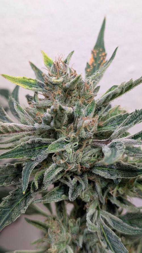 White Banana X Sonnenerde. Week 14