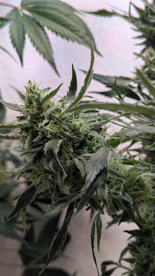 White Banana X Sonnenerde. Week 14