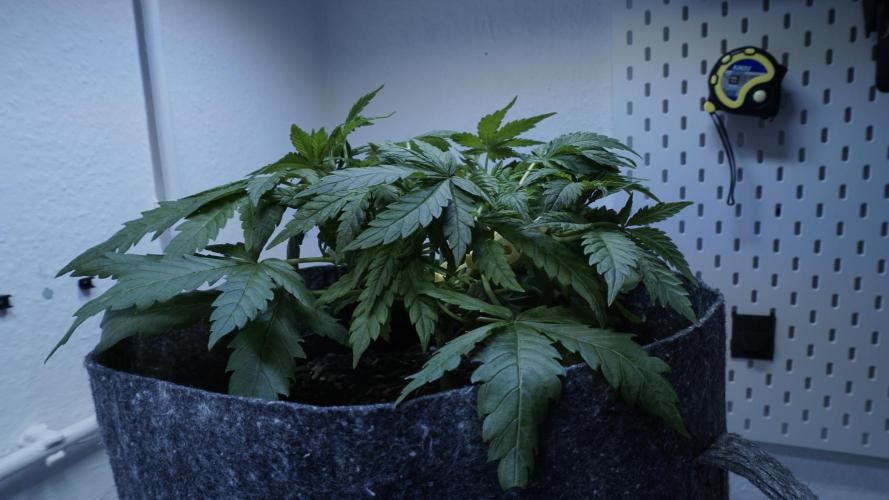 Jack Herer Auto X Sonnenerde. Week 5