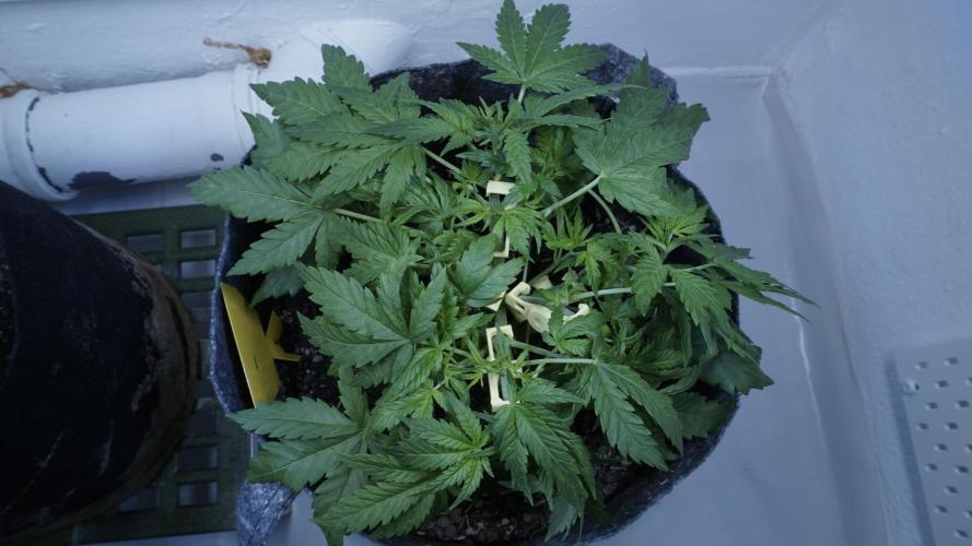 Jack Herer Auto X Sonnenerde. Week 5
