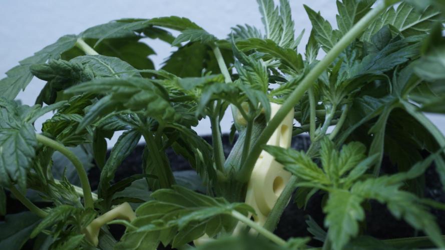 Jack Herer Auto X Sonnenerde. Week 5