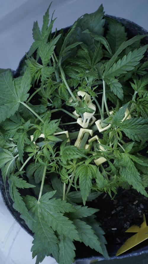Jack Herer Auto X Sonnenerde. Week 5