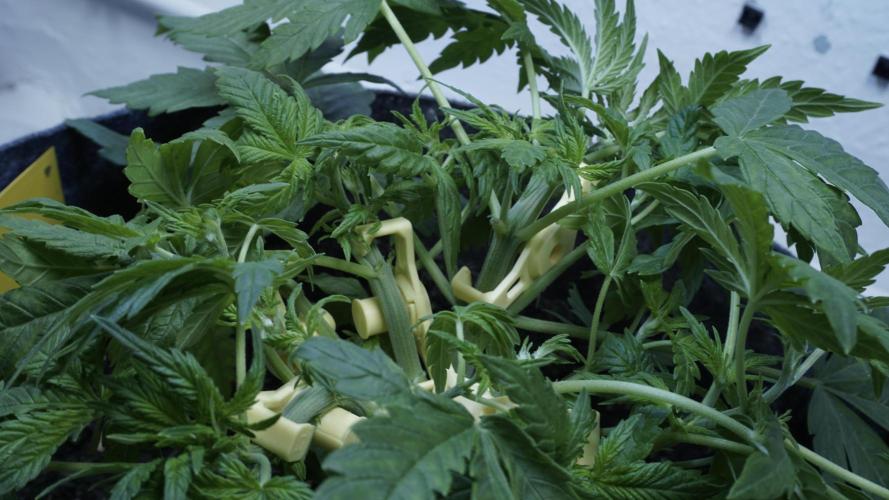 Jack Herer Auto X Sonnenerde. Week 5
