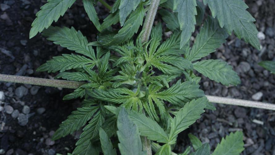 Banana Kush Auto x Sonnenerde. Week 4