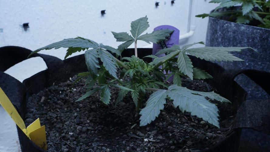 Banana Kush Auto x Sonnenerde. Week 4